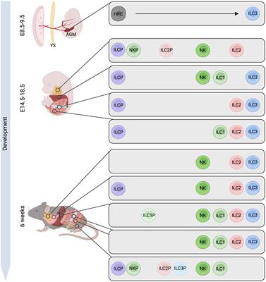 Embryonic ILC-poiesis across tissues